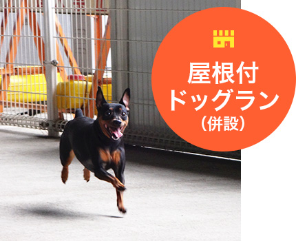 室内ドッグラン